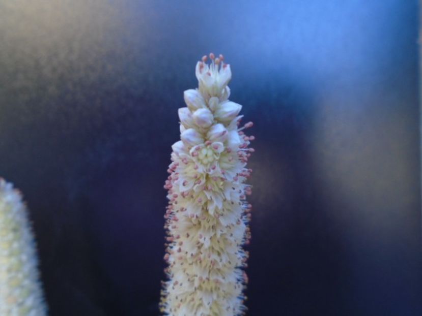 Orostachys iwarenge - Toamna 2018-2019