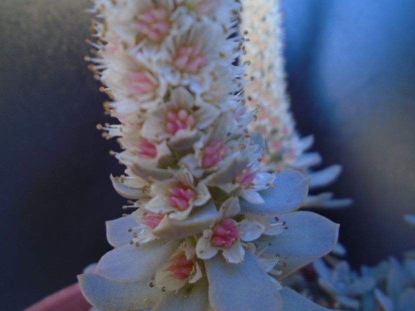 Orostachys iwarenge - Toamna 2018-2019