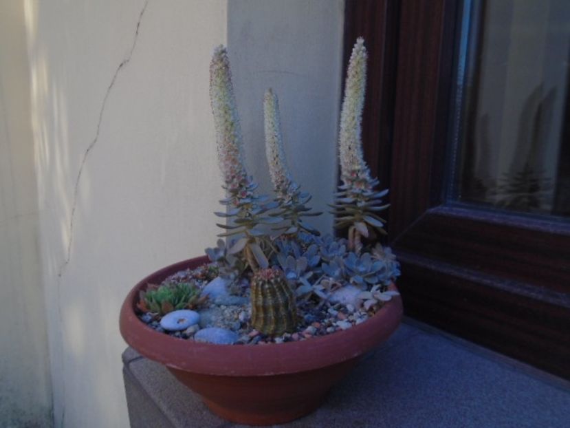 Orostachys iwarenge - Toamna 2018-2019