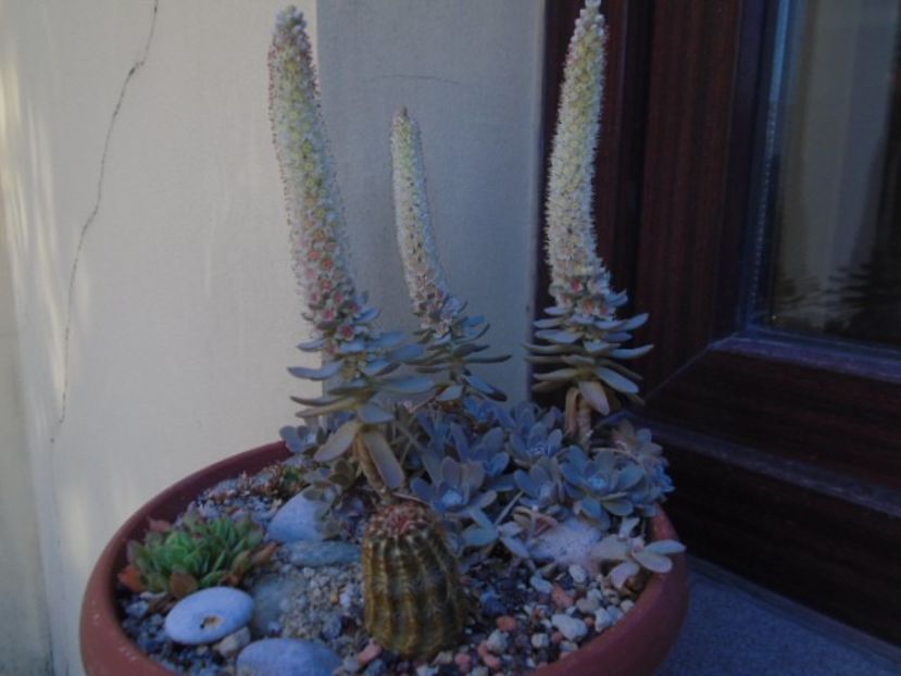 Orostachys iwarenge - Toamna 2018-2019