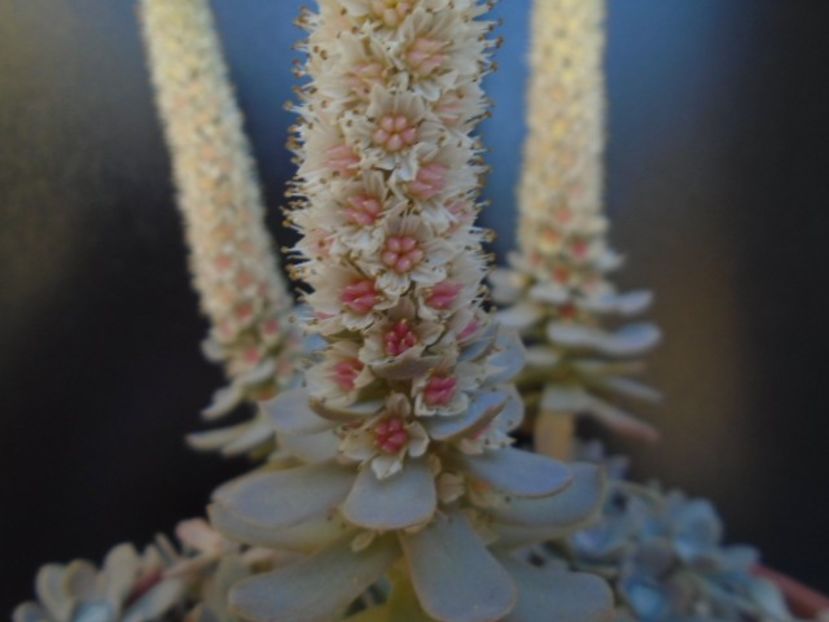 Orostachys iwarenge - Toamna 2018-2019