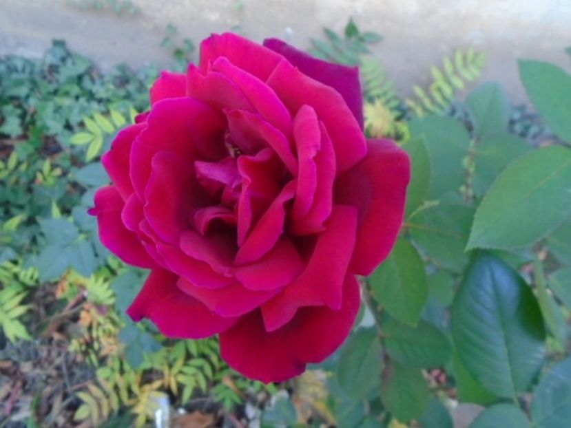 Trandafiri - Toamna 2018-2019