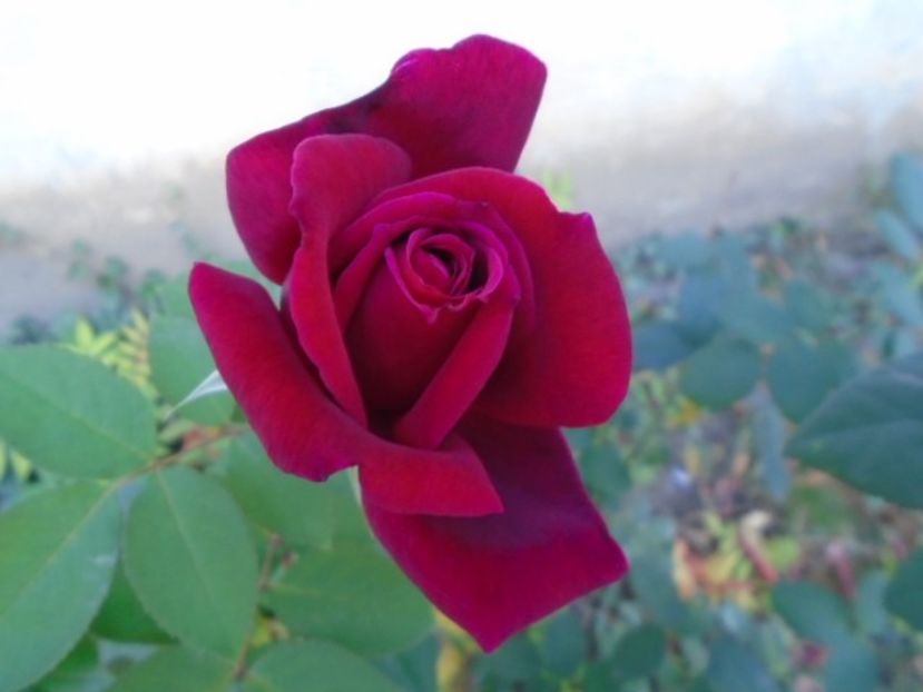 Trandafiri - Toamna 2018-2019