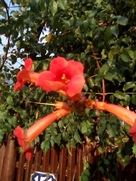  - Arbusti ornamentali