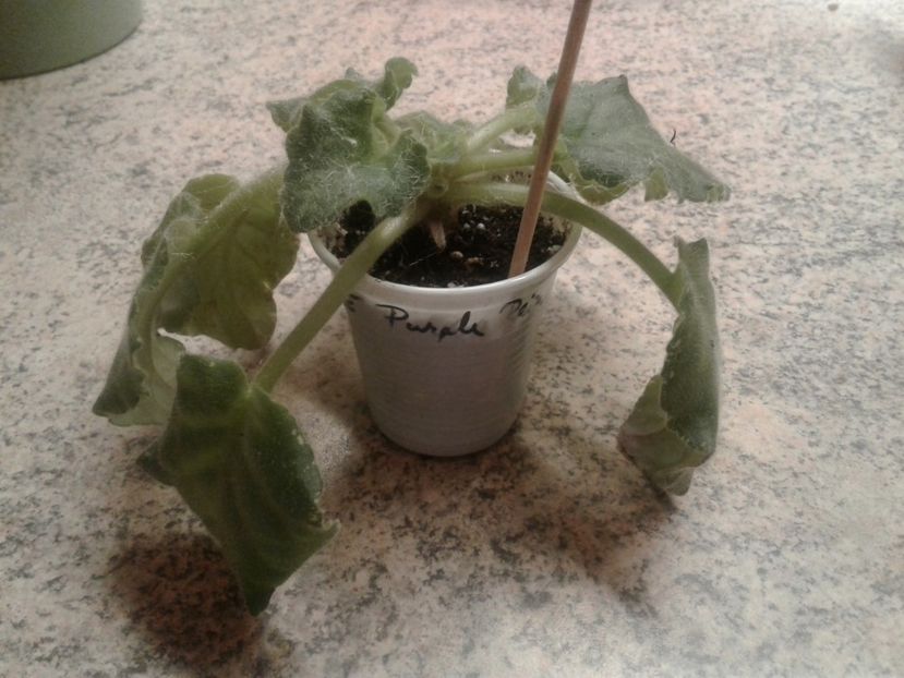 26.09.2018 - LE Purple Rain