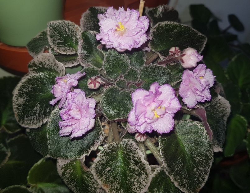 05.10.2019 - LE Purple Rain