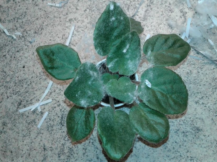 23.05.2018 - IAN Minuet