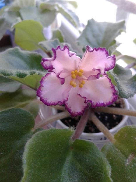 15.07.2018 - IAN Minuet