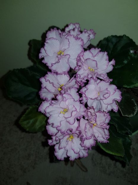 03.07.2019 - IAN Minuet