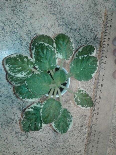 12.07.2018 - LE Berillovyy Iney