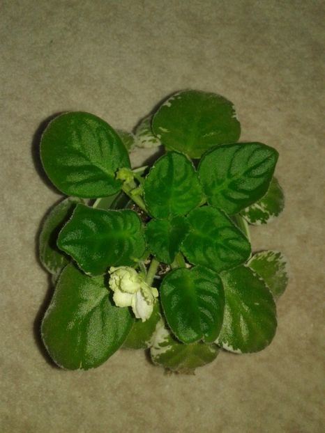 22.09.2018 - LE Berillovyy Iney