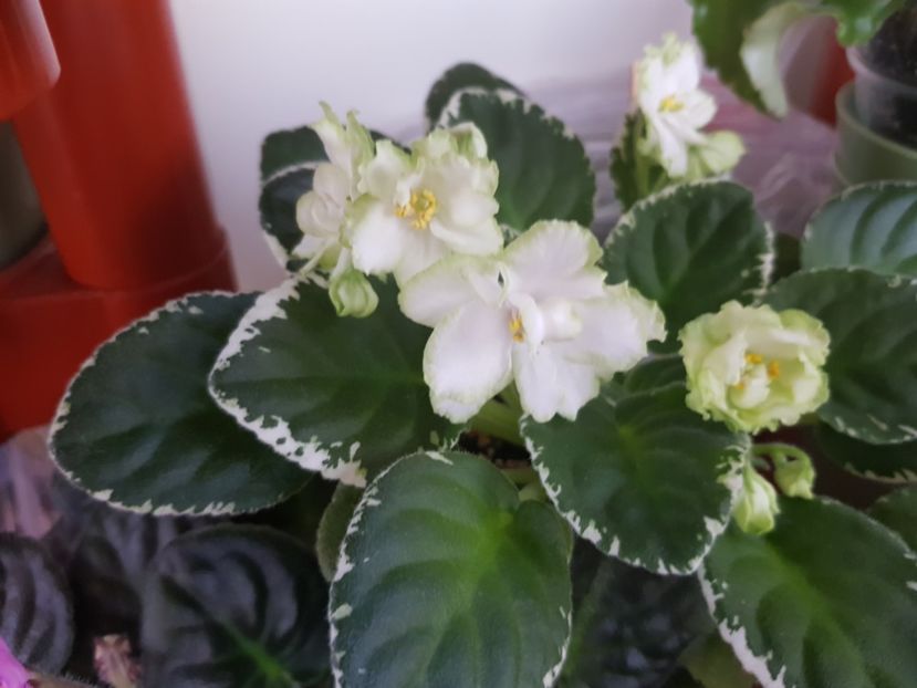 06.08.2019 - LE Berillovyy Iney