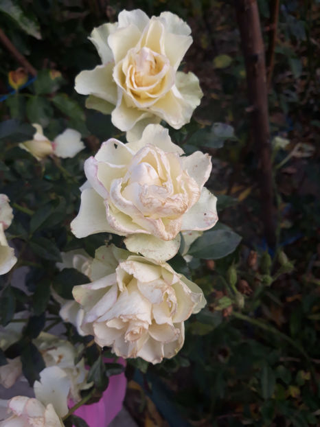  - GREENSLEEVES Harkness 3