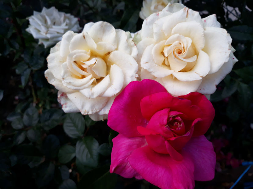  - GREENSLEEVES Harkness 3