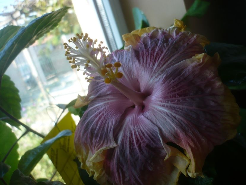 P1430153 - HIBISCUSI 2019-3