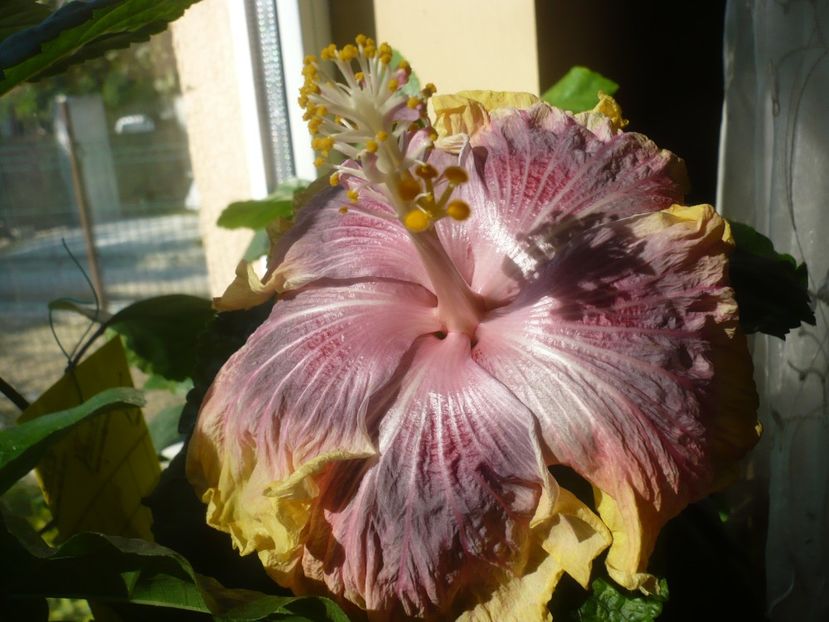 P1430154 - HIBISCUSI 2019-3