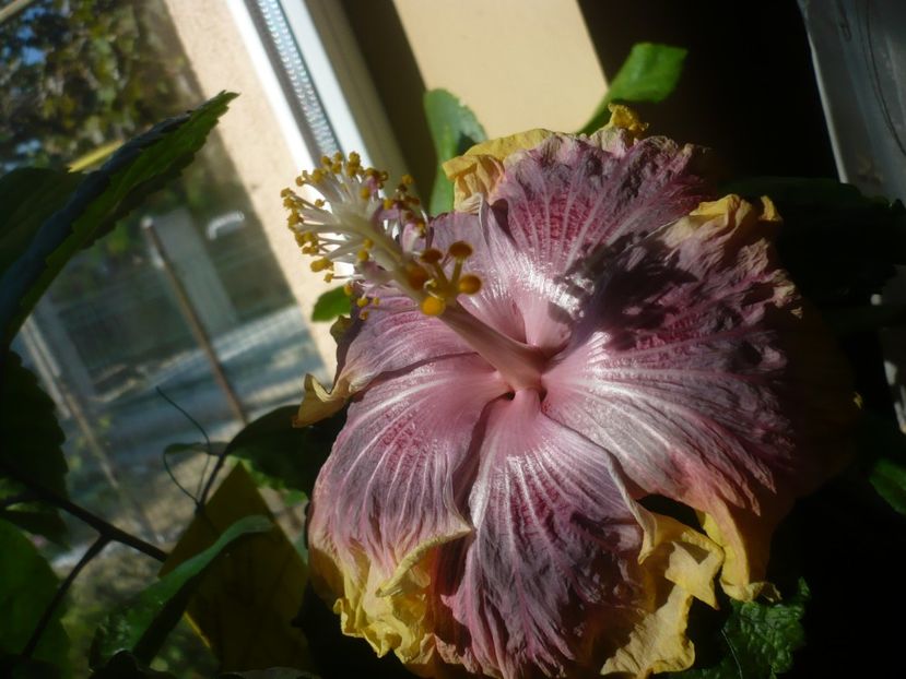 P1430155 - HIBISCUSI 2019-3