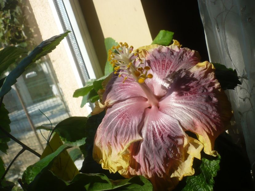 P1430156 - HIBISCUSI 2019-3