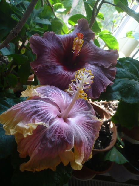 P1430157 - HIBISCUSI 2019-3