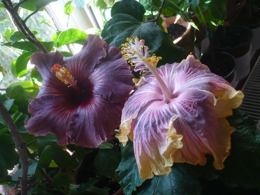 P1430158 - HIBISCUSI 2019-3