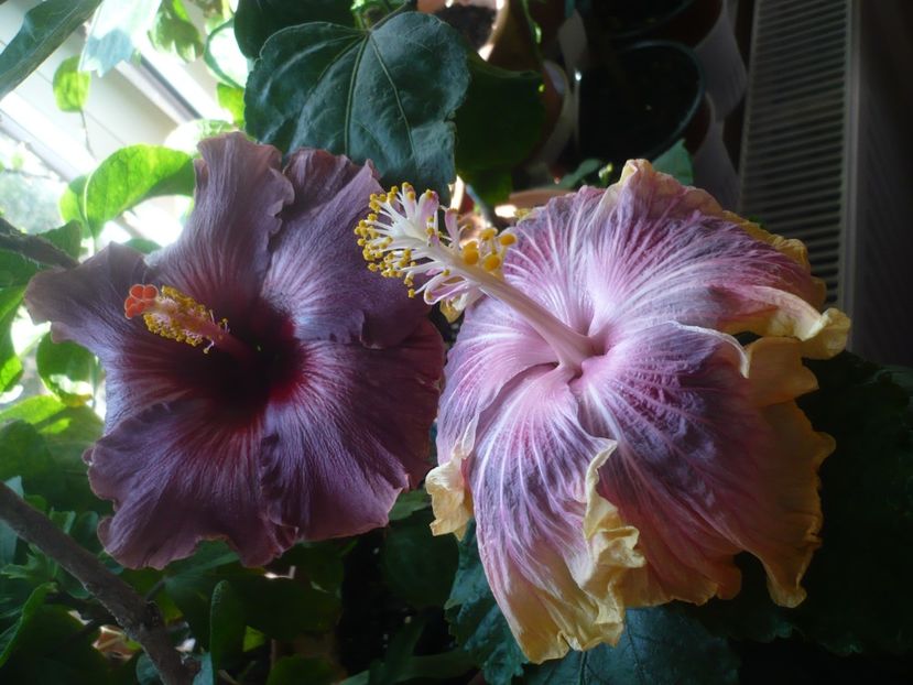P1430160 - HIBISCUSI 2019-3