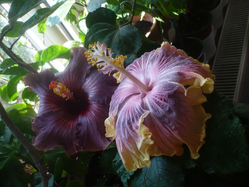 P1430161 - HIBISCUSI 2019-3