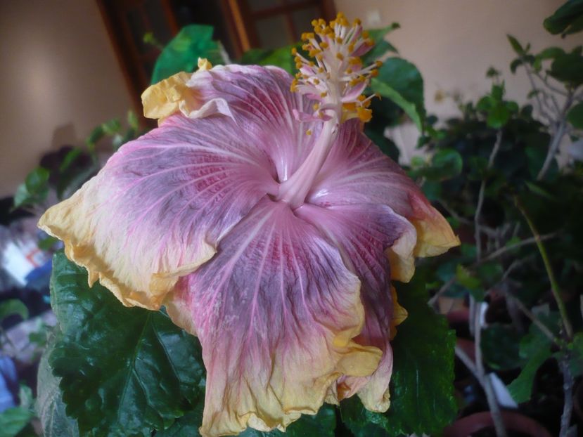 P1430163 - HIBISCUSI 2019-3
