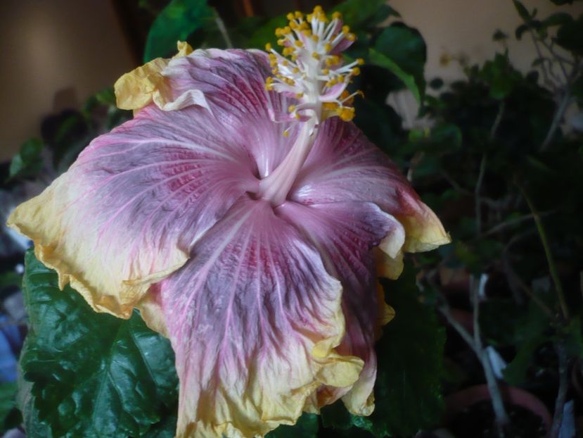 P1430164 - HIBISCUSI 2019-3