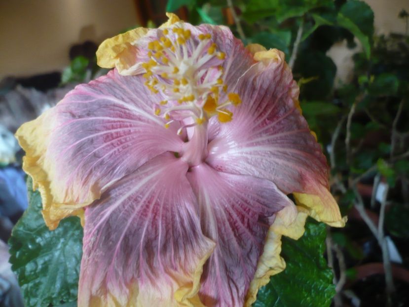 P1430166 - HIBISCUSI 2019-3