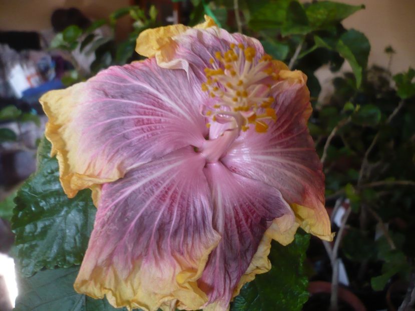 P1430167 - HIBISCUSI 2019-3