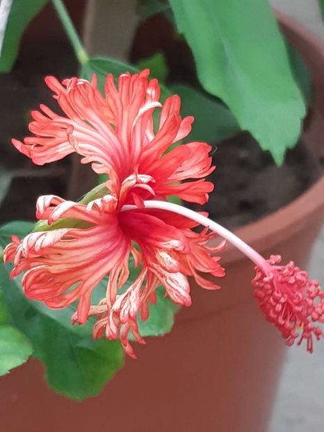  - Schizopetalus