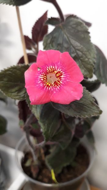  - R19 - Polly Tan xA