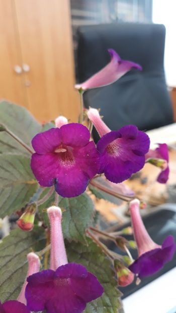  - R19 - Minnesota Rouser xA