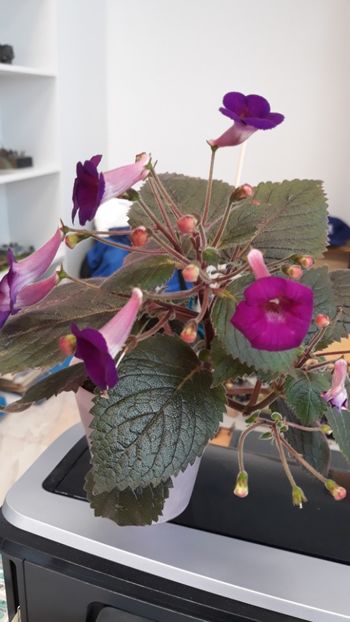  - R19 - Minnesota Rouser xA