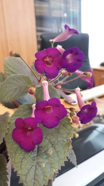  - R19 - Minnesota Rouser xA