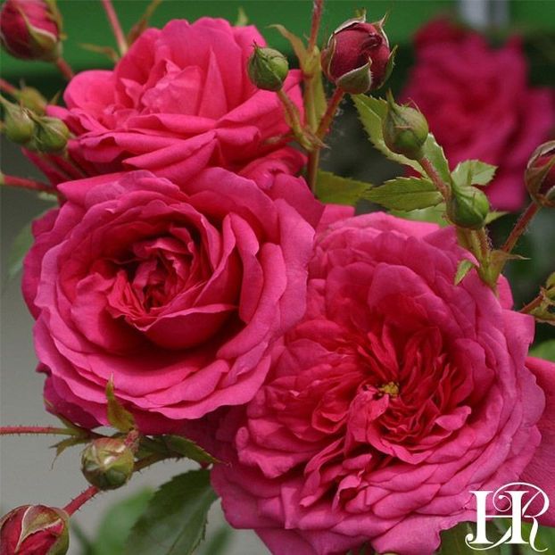 laguna-1_1_1 - LAGUNA