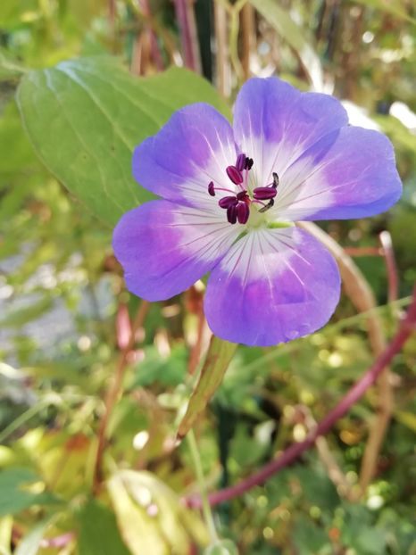 17.10.2019 - Grădina 2019 sfârșit de sezon