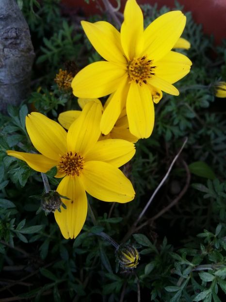  - curtea cu toate cele 2019