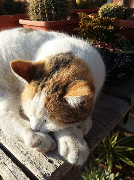  - curtea cu toate cele 2019