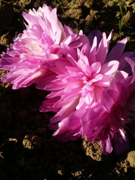  - curtea cu toate cele 2019