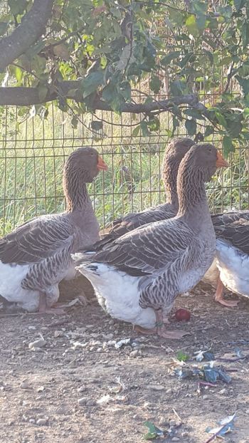  - Gâște de toulouse 2020