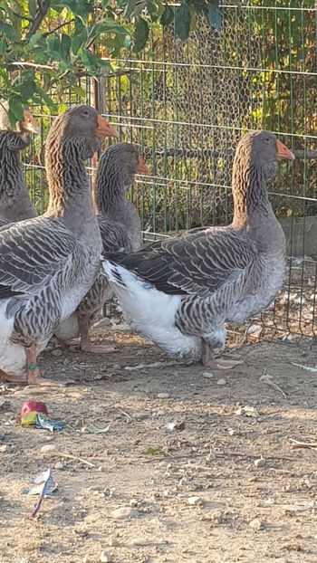  - Gâște de toulouse 2020