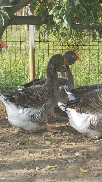  - Gâște de toulouse 2020