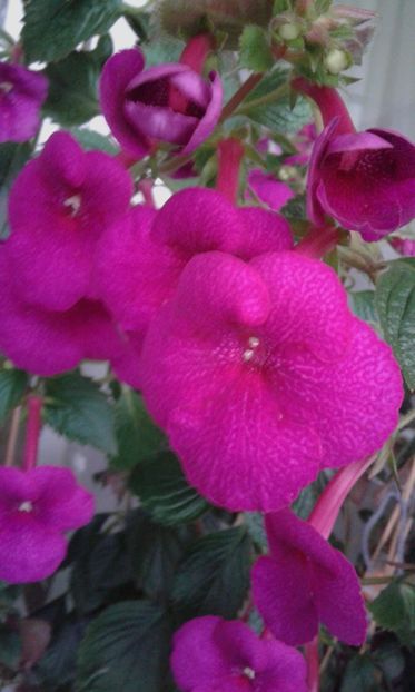  - achimenes Jennifer Goode 09 10 2019