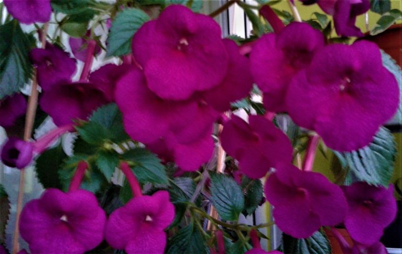  - achimenes Jenifer Goode iem 1985