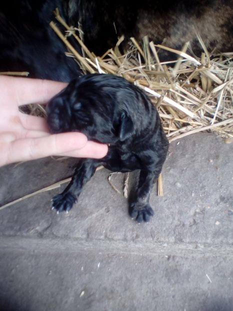  - Vanduti Pui Presa Dogo Canario cu pedigree cuibul R