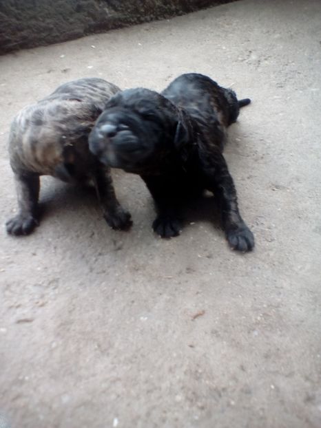  - Vanduti Pui Presa Dogo Canario cu pedigree cuibul R