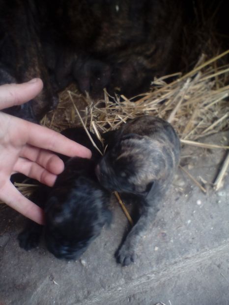  - Vanduti Pui Presa Dogo Canario cu pedigree cuibul R