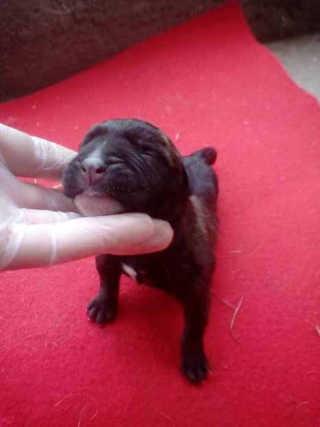  - Vanduti Pui Presa Dogo Canario cu pedigree cuibul R