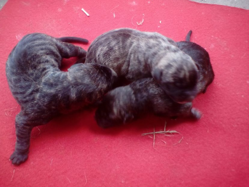  - Vanduti Pui Presa Dogo Canario cu pedigree cuibul R